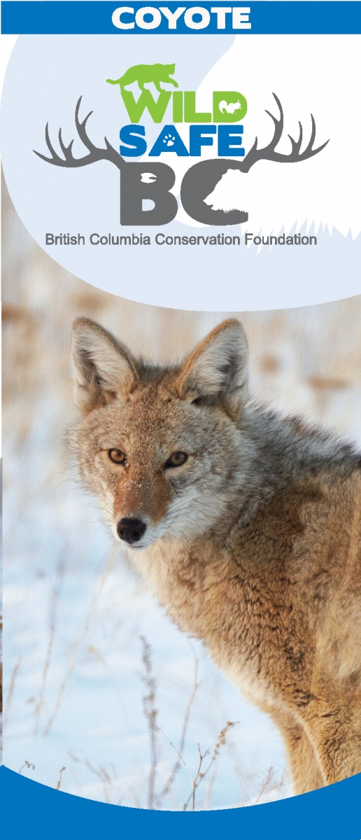 Coyote Awareness | Squamish-Lillooet Regional District